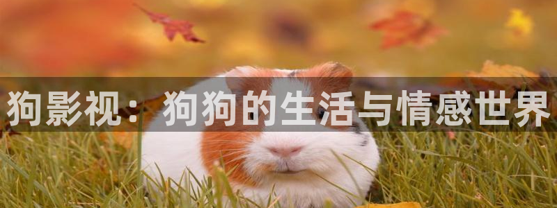 老湿影城：狗影视：狗狗的生活与情感世界